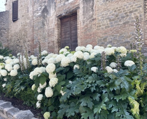 A stunning row of annabelle hydrangeas in Bevagna Italy.