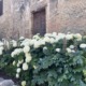 A stunning row of annabelle hydrangeas in Bevagna Italy.